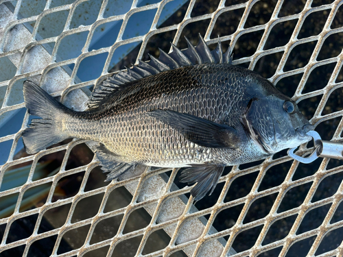 クロダイの釣果