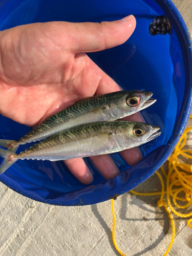 サバの釣果