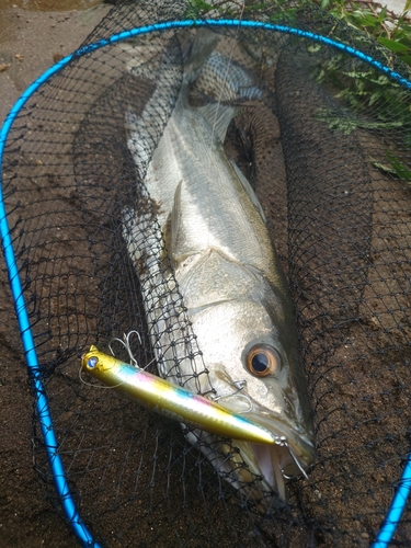 スズキの釣果