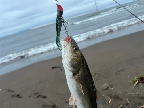 ウグイの釣果