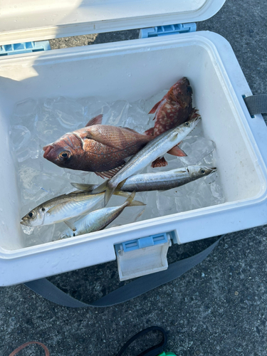 カマスの釣果