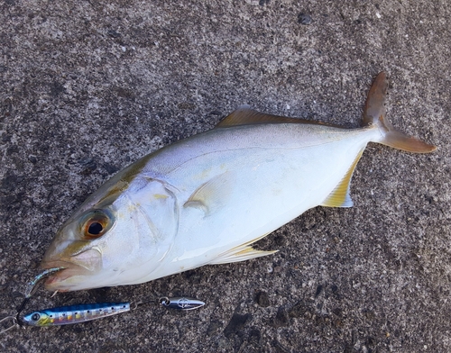 ネリゴの釣果