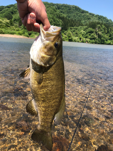 スモールマウスバスの釣果