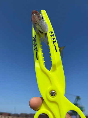 サバの釣果