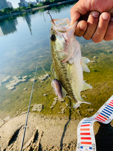 ラージマウスバスの釣果