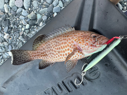 オオモンハタの釣果