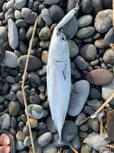 マルソウダの釣果