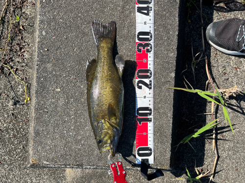 スモールマウスバスの釣果