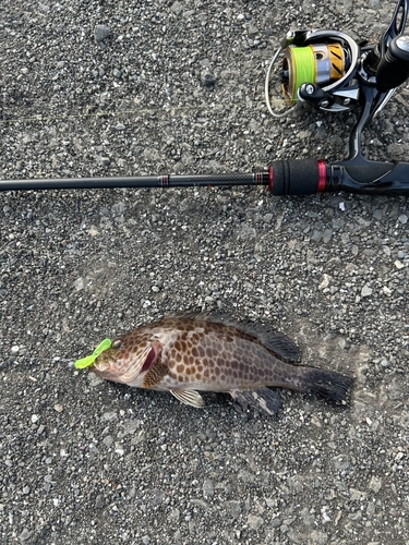 オオモンハタの釣果