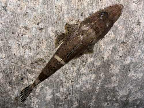 ワニゴチの釣果