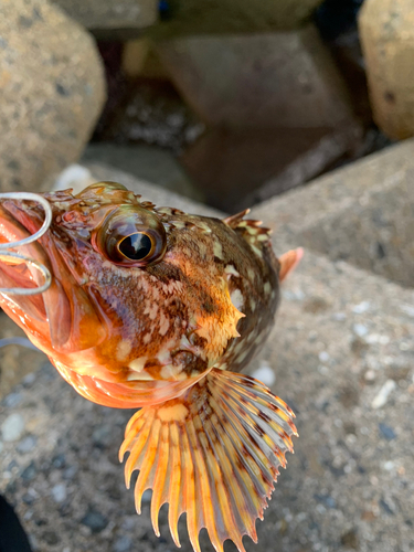 カサゴの釣果