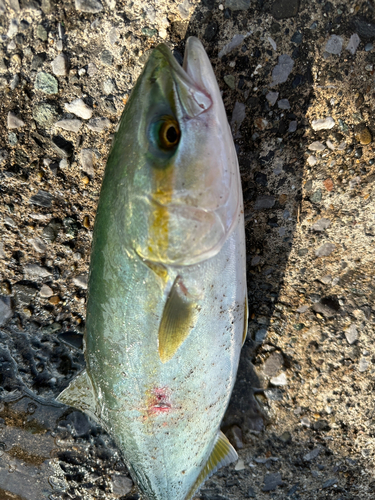 ワカシの釣果