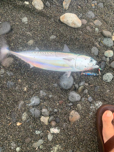 ソウダガツオの釣果