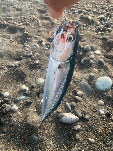 ソウダガツオの釣果