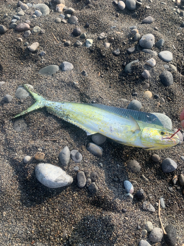 シイラの釣果