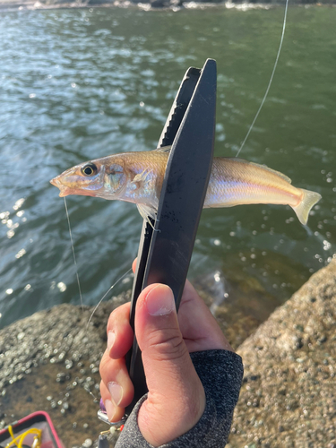 キスの釣果