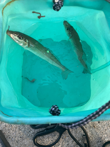 キスの釣果