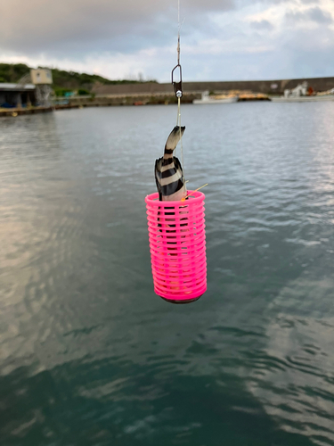 イシダイの釣果