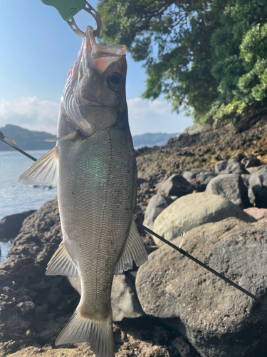 セイゴ（ヒラスズキ）の釣果