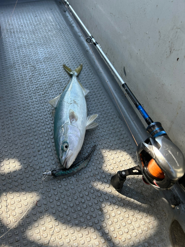 ツバスの釣果