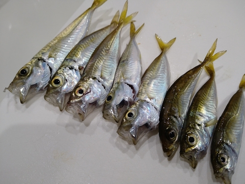 アジの釣果