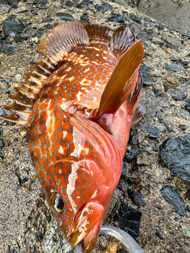 アコウの釣果