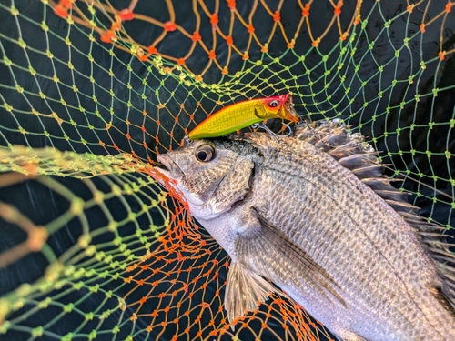 クロダイの釣果