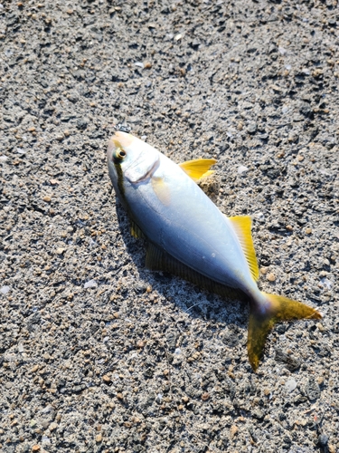 ネリゴの釣果