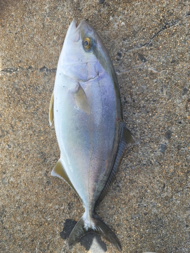 ショゴの釣果