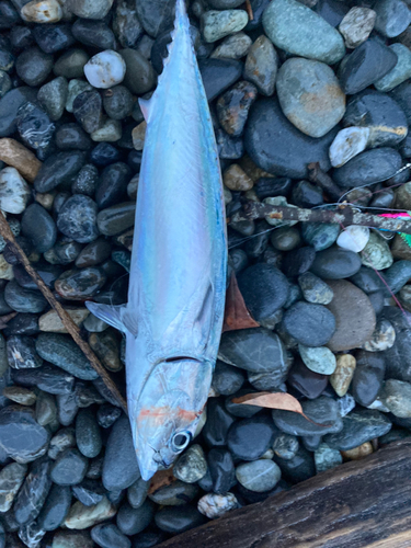 マルソウダの釣果