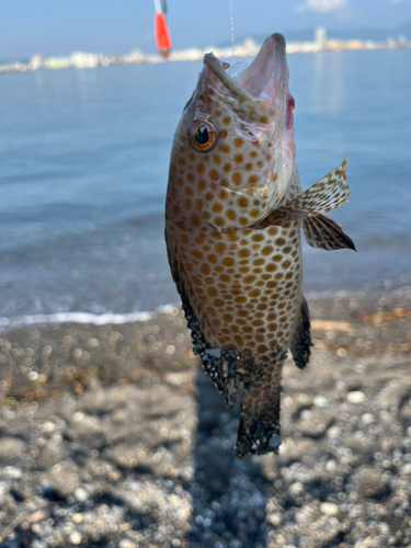 オオモンハタの釣果