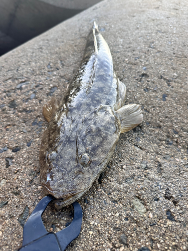 マゴチの釣果