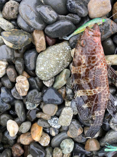 オオモンハタの釣果