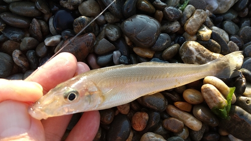 キスの釣果