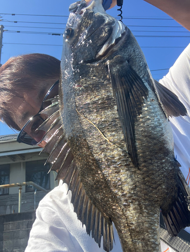 クロダイの釣果