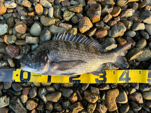 クロダイの釣果