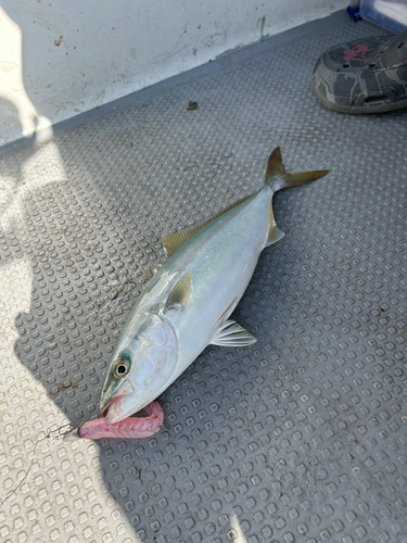 ツバスの釣果