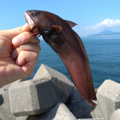 ドンコの釣果