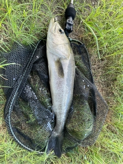 スズキの釣果