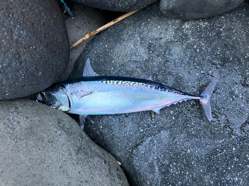 マルソウダの釣果