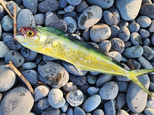 シイラの釣果