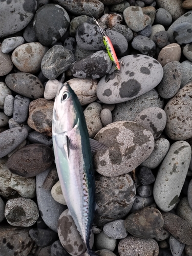 マルソウダの釣果