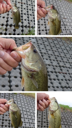 ブラックバスの釣果