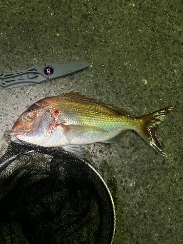 マダイの釣果