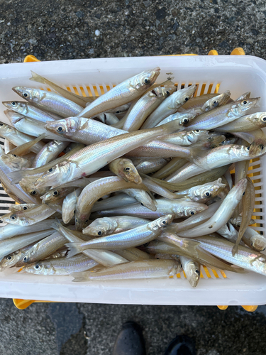 キスの釣果