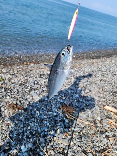 ソウダガツオの釣果