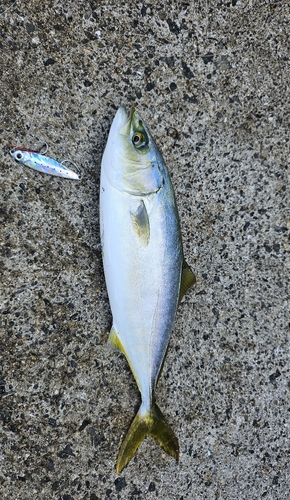 ツバスの釣果