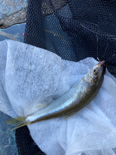 オイカワの釣果