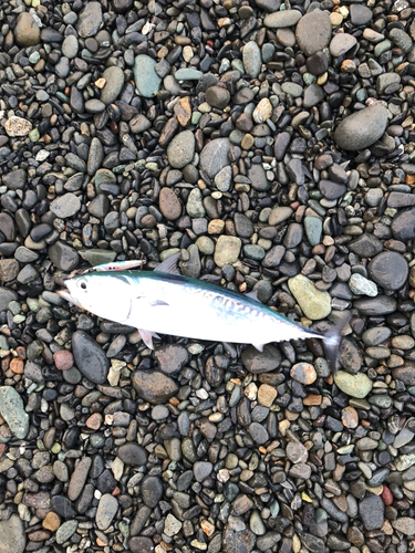 ソウダガツオの釣果