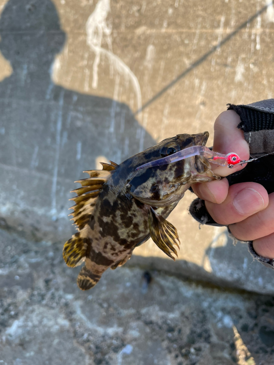 タケノコメバル